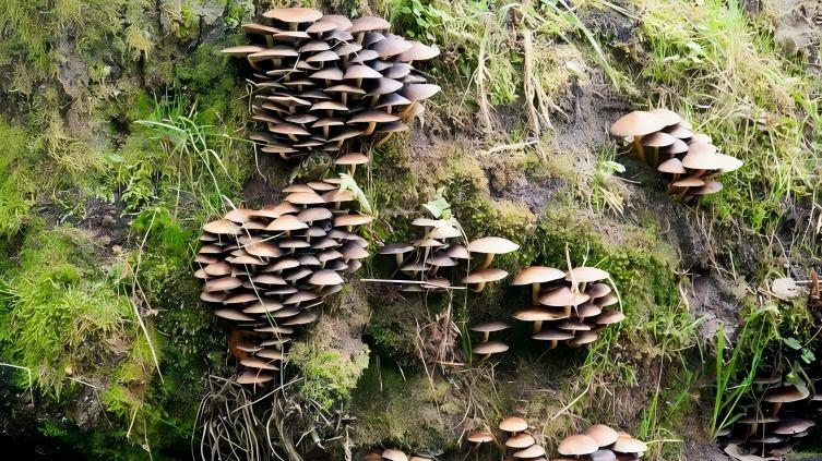 云南野生菌火锅: 一场山野与舌尖的极致邂逅