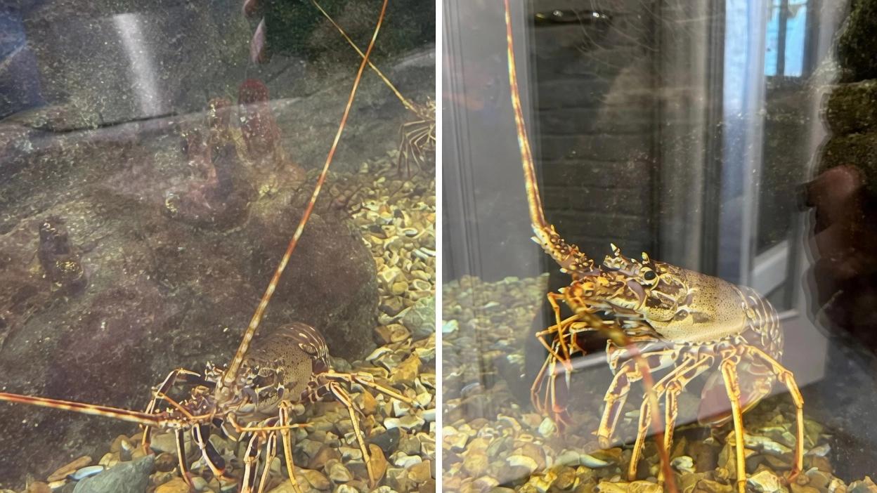 环保人士冲进米其林指南餐厅救鳌虾，结果是好心办坏事