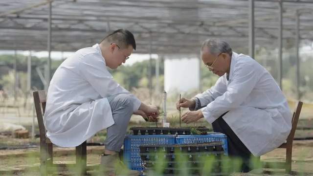 人工智能赋能“甜蜜事业”：广西来宾“一根甘蔗”撑起百亿产业