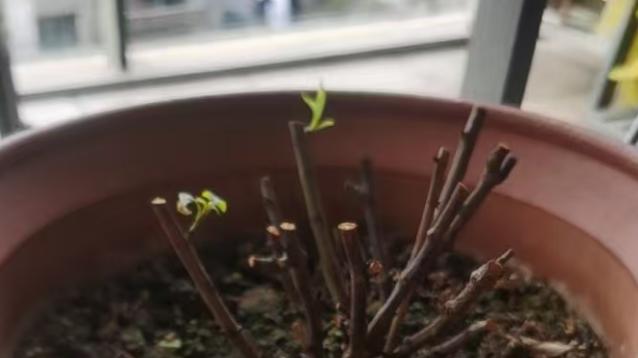 早春蓝雪花、三角梅变光杆了，别乱扔！3招教你“检验”起死回生