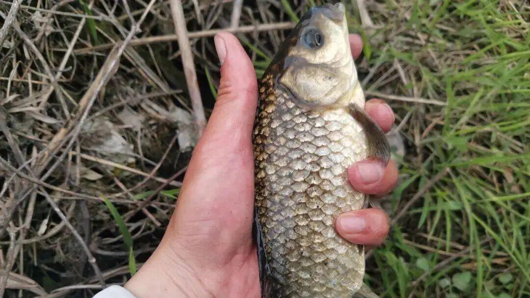 别再迷信红虫！冬日晴天野钓爆护秘诀，你的饵料用对了吗？