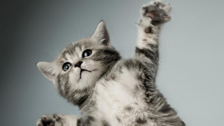 什么牌子的猫罐头好？进口猫罐头排行榜前十名有哪些是值得买的？