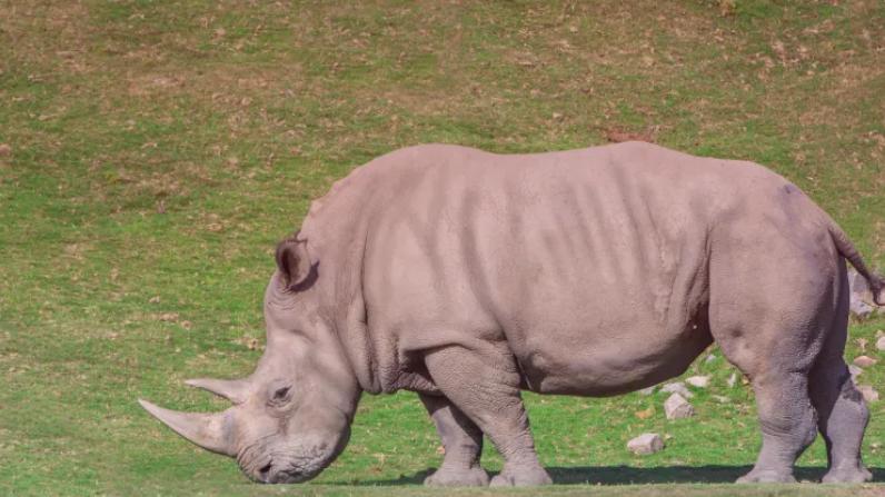 你是“犀牛”还是“牛”？读懂这个隐喻，让你在团队中游刃有余