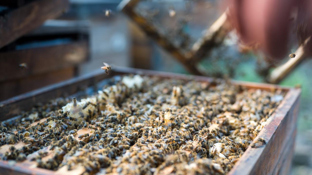 取蜜后"浓糖急救"：2: 1糖水连喂5-7天，储蜜+花粉双保险，防弃子保全年！