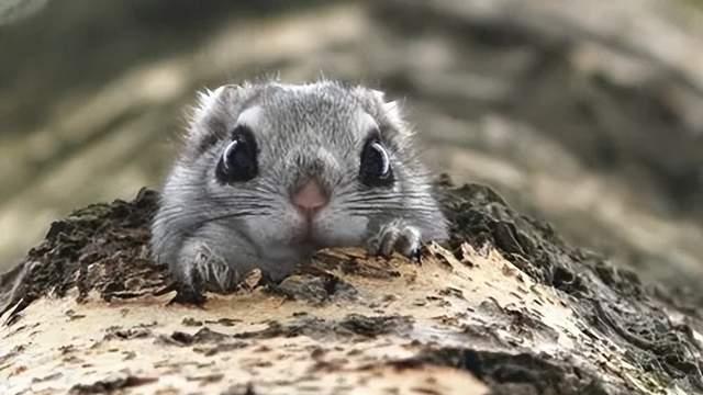 如果我是一只鼹鼠