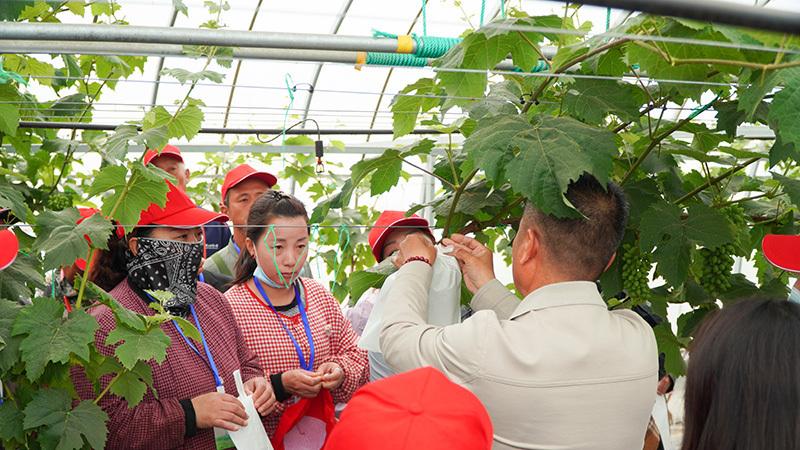 容城县举办大棚葡萄套袋技能竞赛