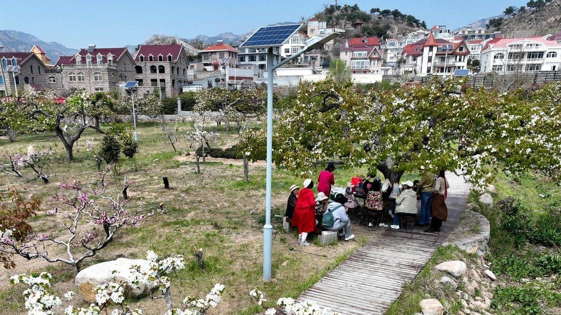 许下来年之约， “梨花明年再见！”