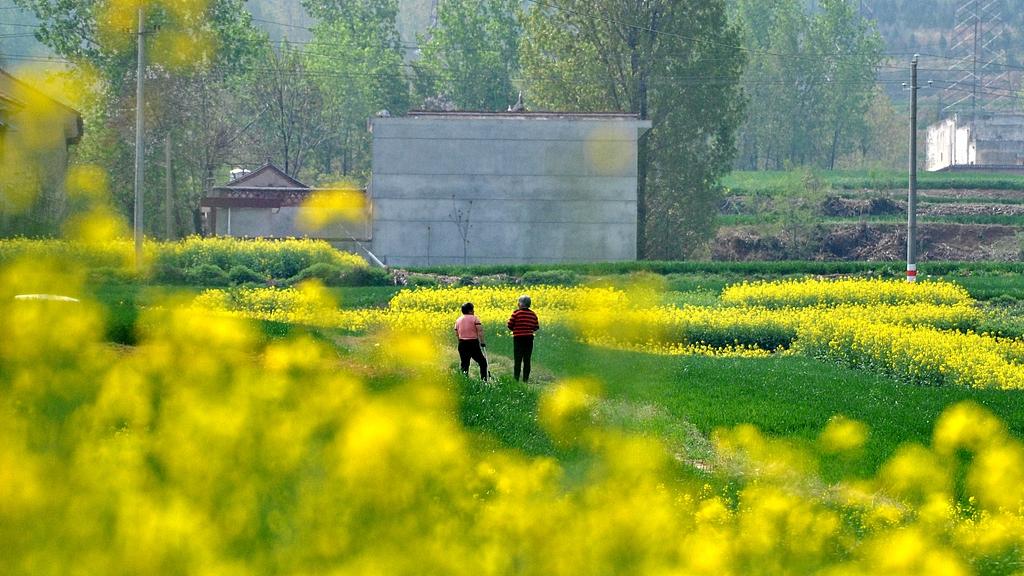村干部报酬备注变了！从"工资"到"补贴"，背后藏着什么门道？