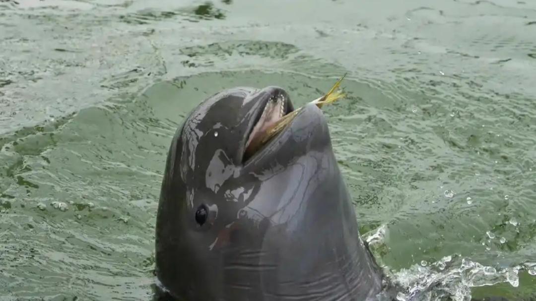 5头江豚罕见围捕大鱼！长江禁渔这5年成效显著，一群鱼量达200条 1群鱼达200条“染黑”江面、江豚