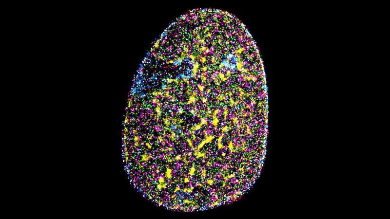 高分辨率成像揭示了纳米级核组织结构