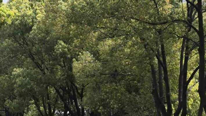 都影响我过红绿灯的速度了！