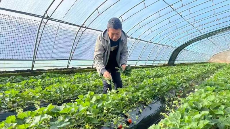 华亭：朱兴明的“莓”好致富路