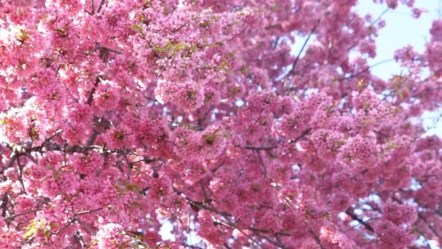 冬暖花开！楚雄的冬天，藏着最惬意的暖阳与浪漫