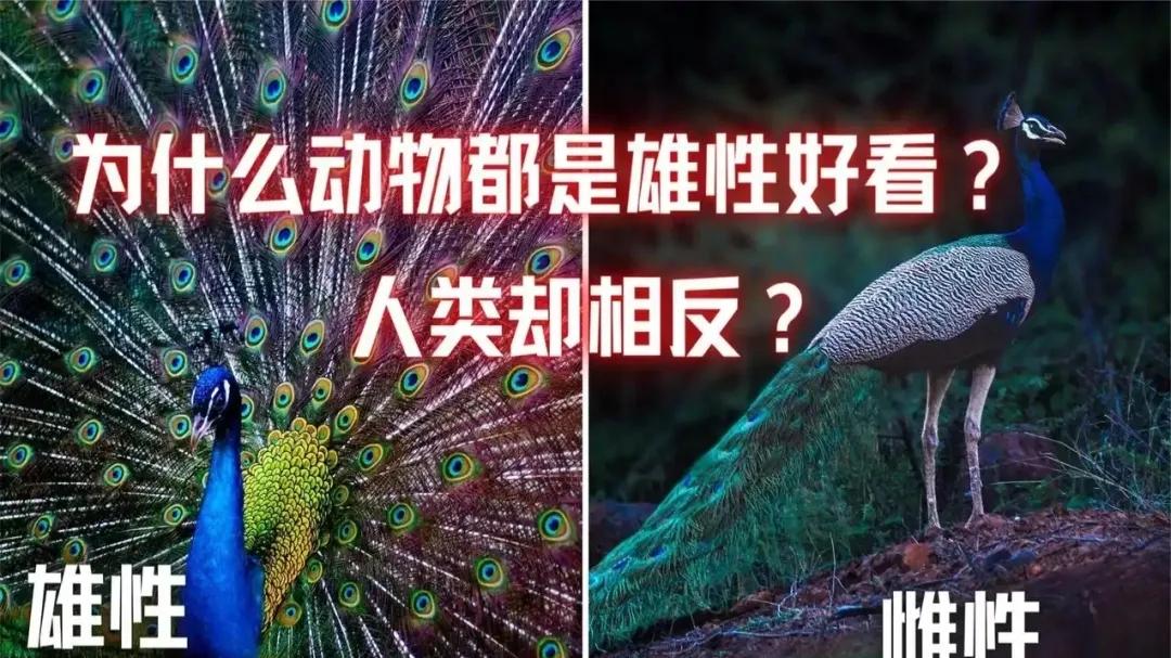 深度长文：动物界雄性更漂亮，为何人类女性比男性更漂亮？