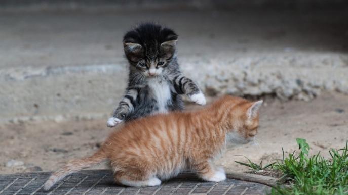 猫罐头哪个品牌好？K9猫罐头对比希喂、希宝，国产和进口选哪个？