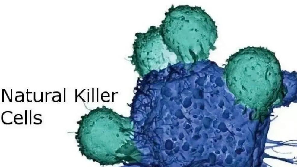 细胞科普|身体内的守卫者：免疫细胞