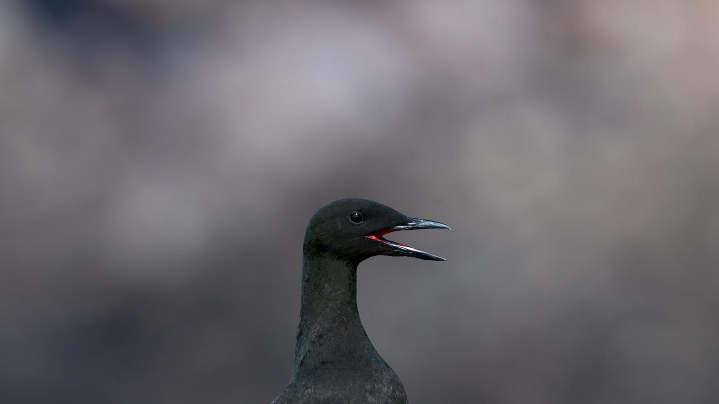 建立专属素材库：让幽默“有米下锅”