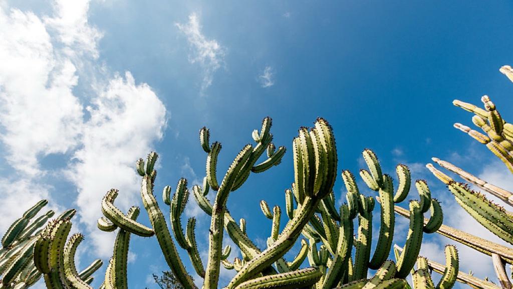 零关税，不是送温暖