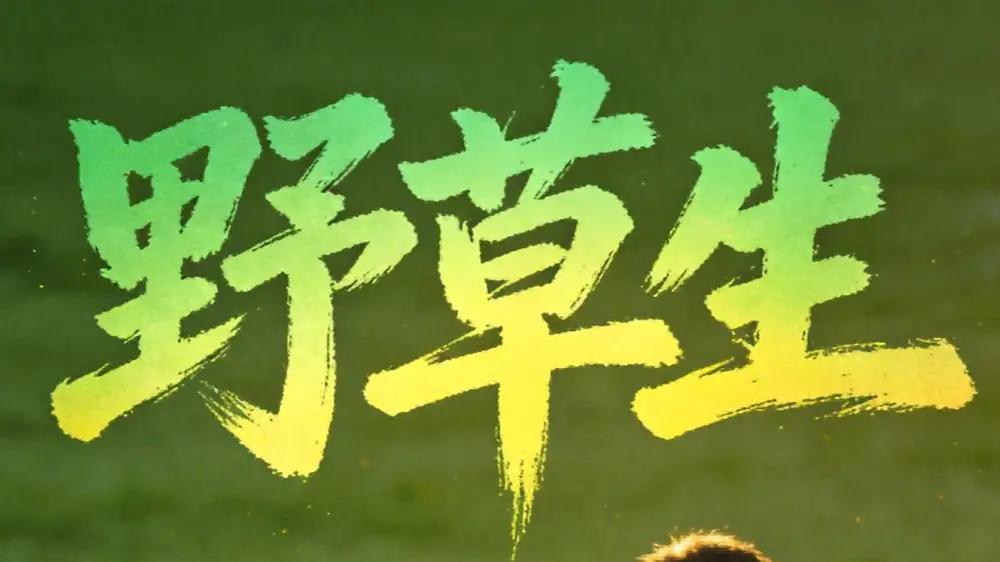 《野草生生》（61集）绝境逆袭、热血破局，燃爆视听