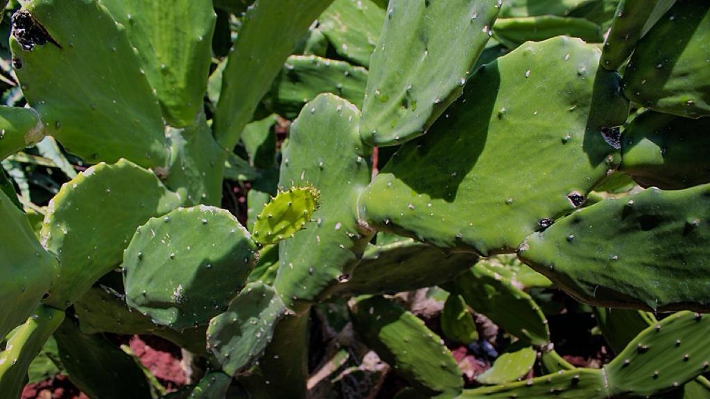 马年春晚，为什么突然“提速”了