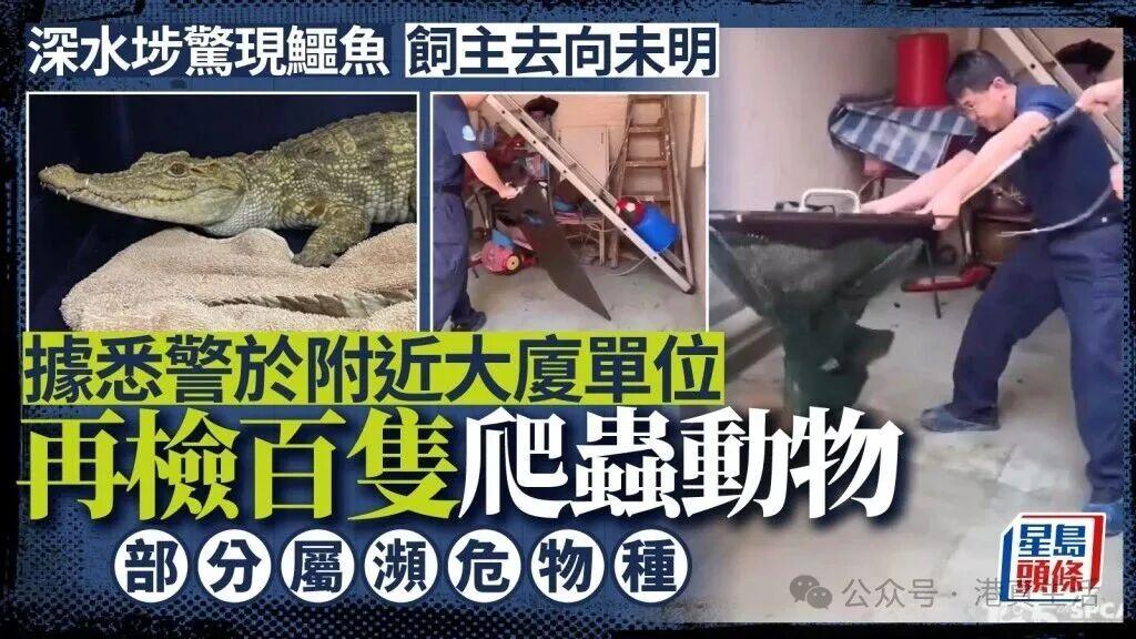 香港深水埗闹市惊现鳄鱼！渔护署一查揪出 64 只动物！