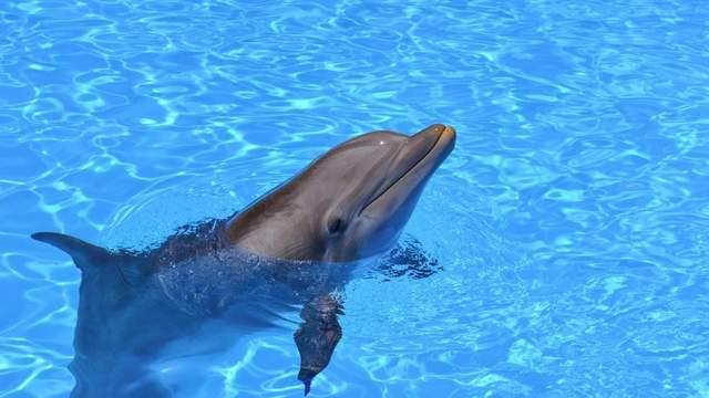 如果我是一条海豚