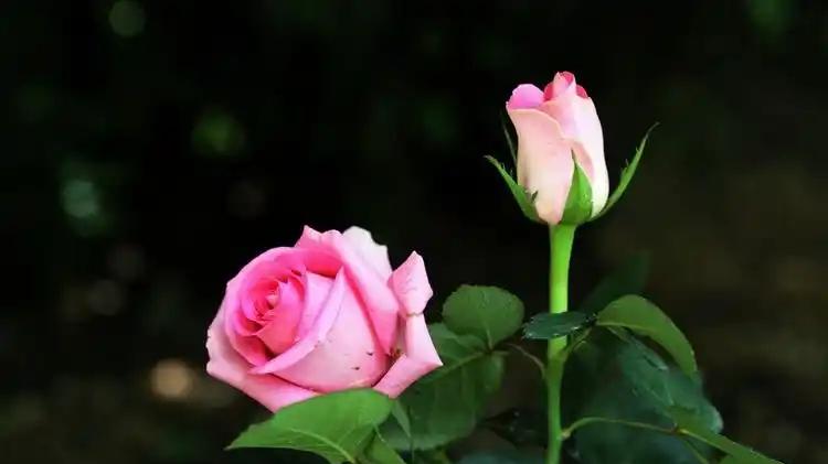 一个家，只要心齐，什么都不怕