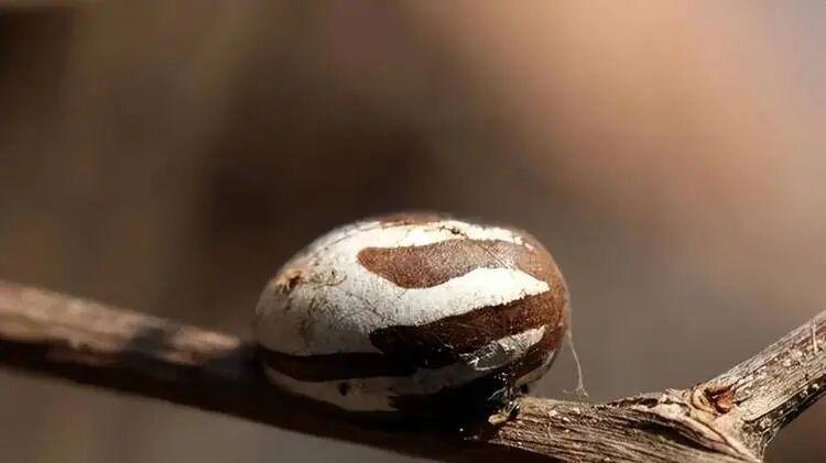 蚯蚓红虫靠边站！这些冷门活饵才是爆护神器，但千万别用泥鳅！