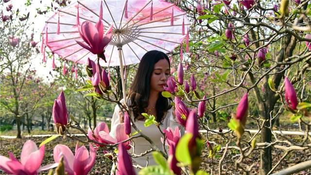 一堂春色动岭南，佛山三水卡玛数千株玉堂盛放，引发三八旅游热潮