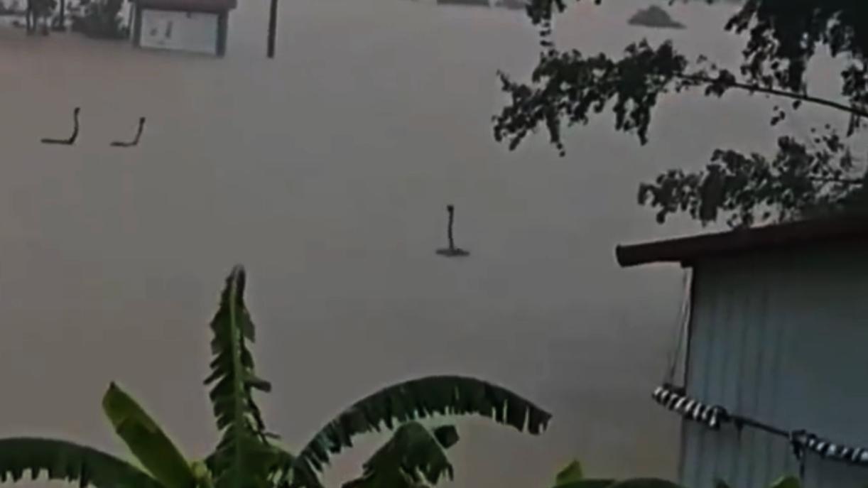 再说一遍：广西的蛇企们也是受灾方