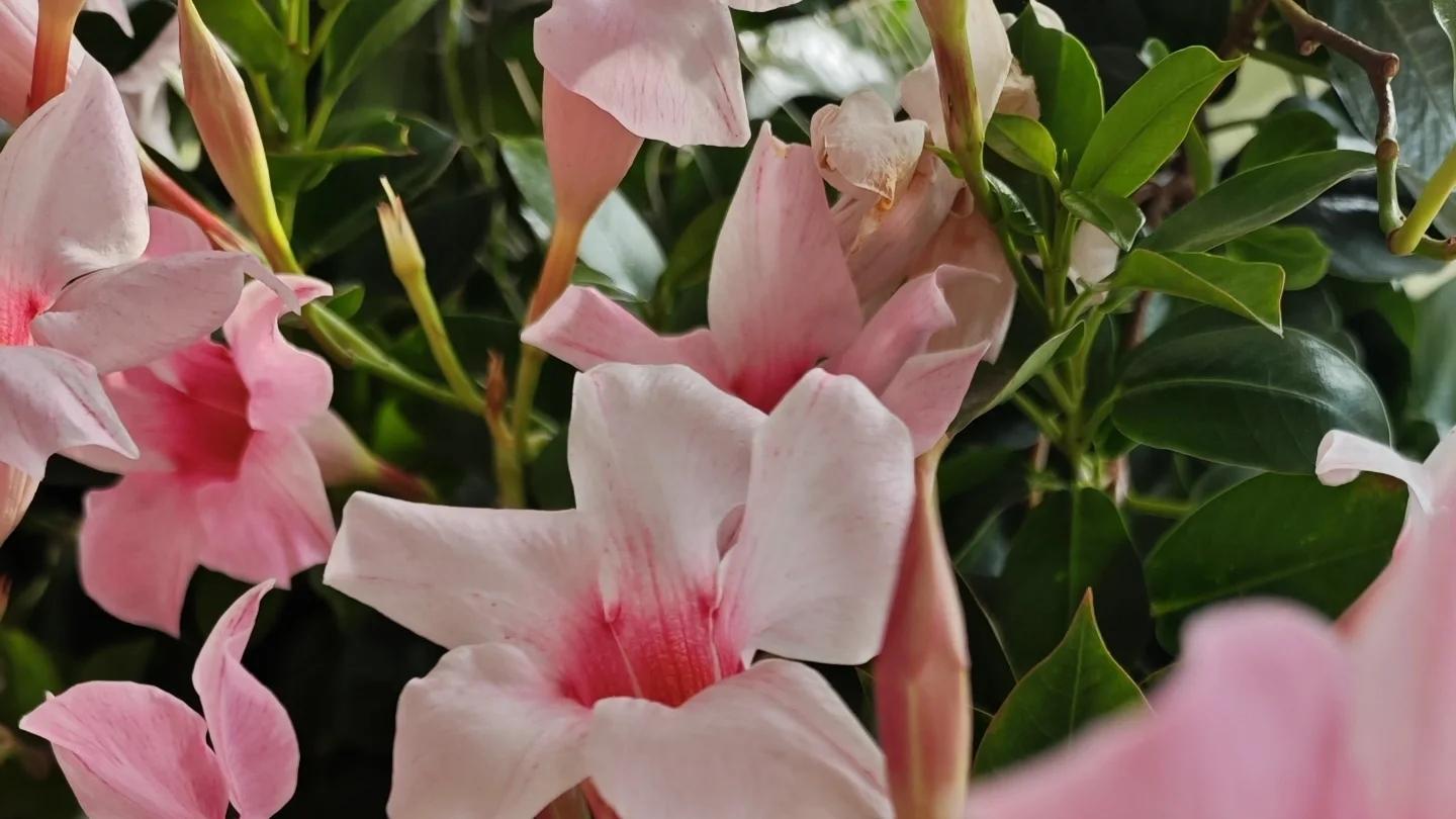 四川一女子，因“飘香藤开花太美”走红，网友：冬天开花真牛！