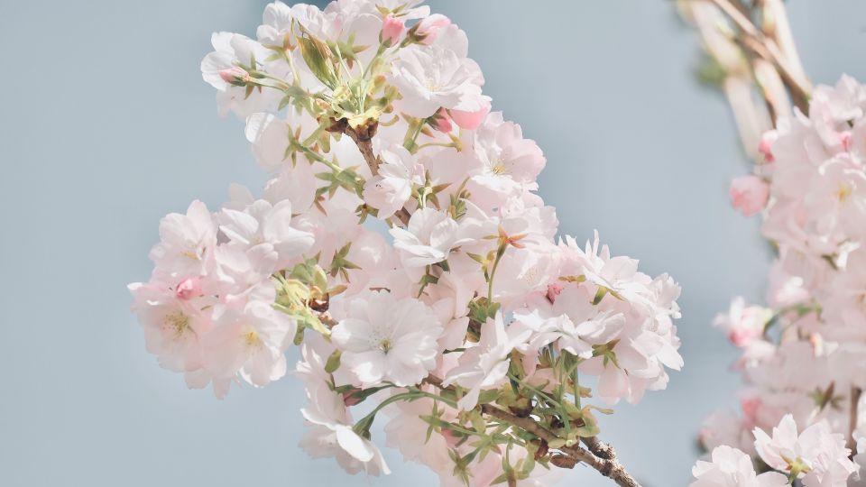 我在女儿家生活8年，老房子拆迁，儿子说要接我养老，我给他三个字