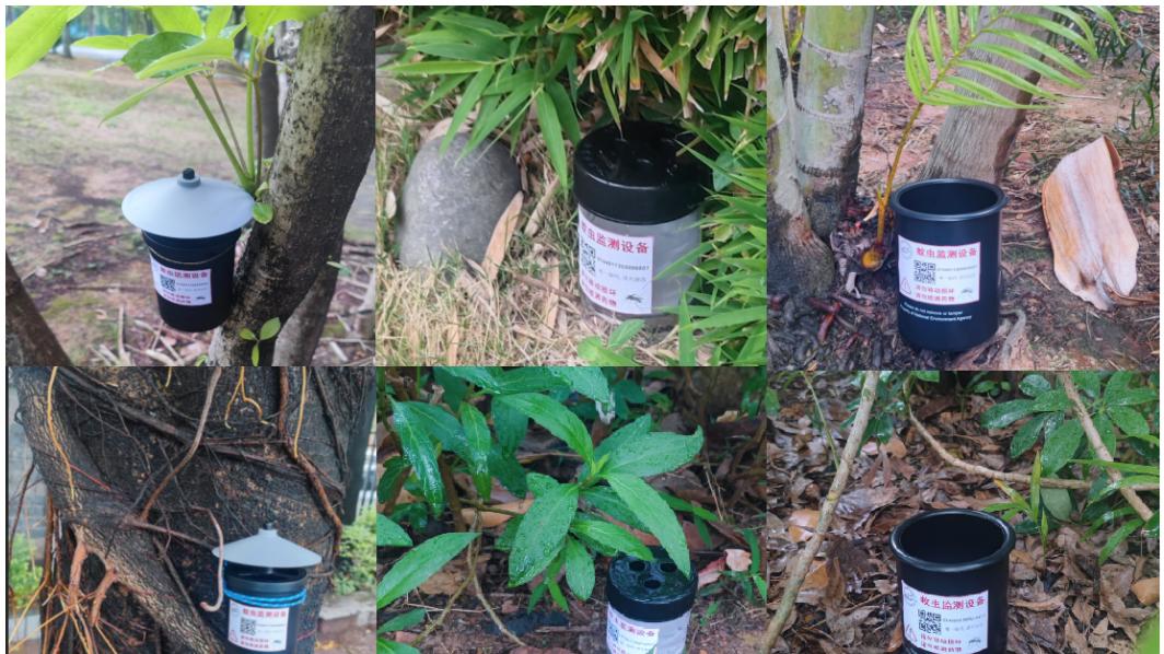 蚊媒监测工作已启动 路边的小黑杯（桶）不要碰