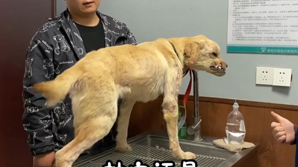 狗狗遭遇车祸失去一条腿，被主人抛弃，又被流浪狗欺负，毁了容