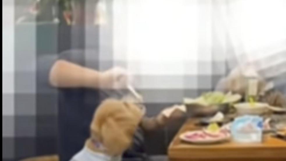 宠物狗上桌就餐引发卫生争议，餐馆应尊重食客感受
