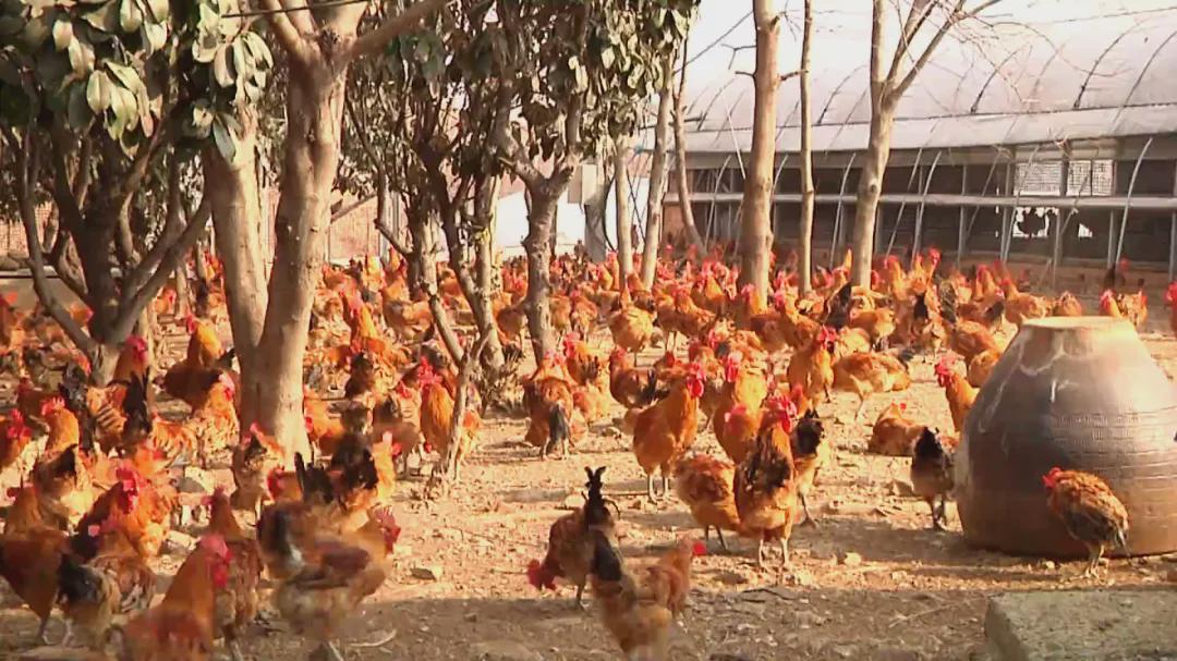 工商银行固始支行：金融活水润养殖 “贷”来致富新希望