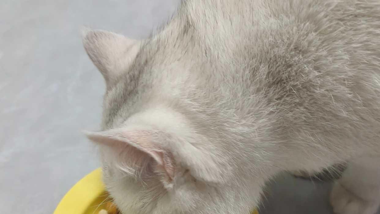 哪款猫粮好值得买？十大放心猫粮国产名单Top1希喂喂养体验分享