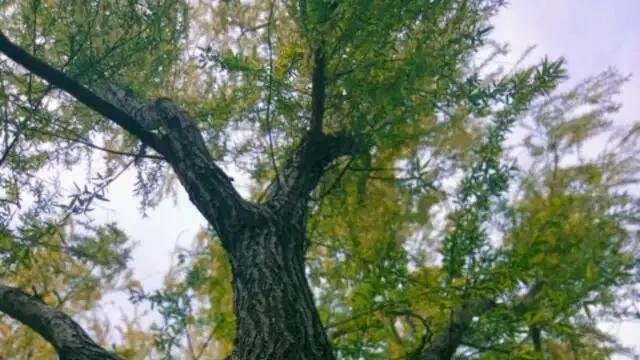 随笔：人生难得几清明