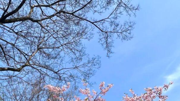 扬州春日漫游：园林、运河与古街的一日时光