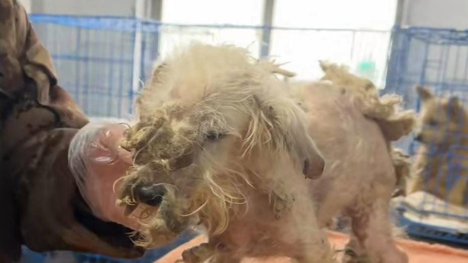 我在雪地里被冻得瑟瑟发抖，快要睡过去的时候，他给了我温暖