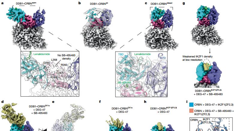 Nature重磅！首次发现CRBN蛋白的一个隐秘变构位点