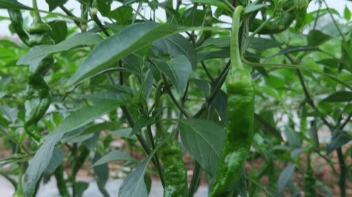 3 箱试卖到年销 100 箱！快如风凭什么征服长沙蔬菜区？