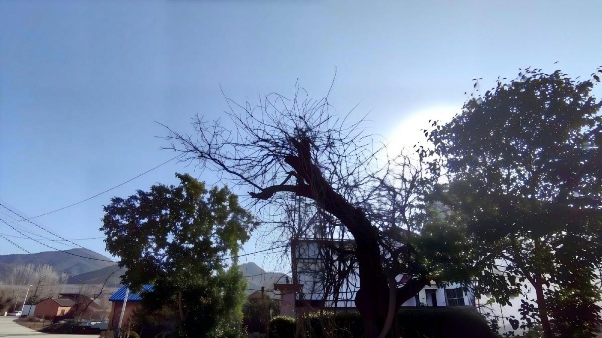 朔风凝思：一树乡愁