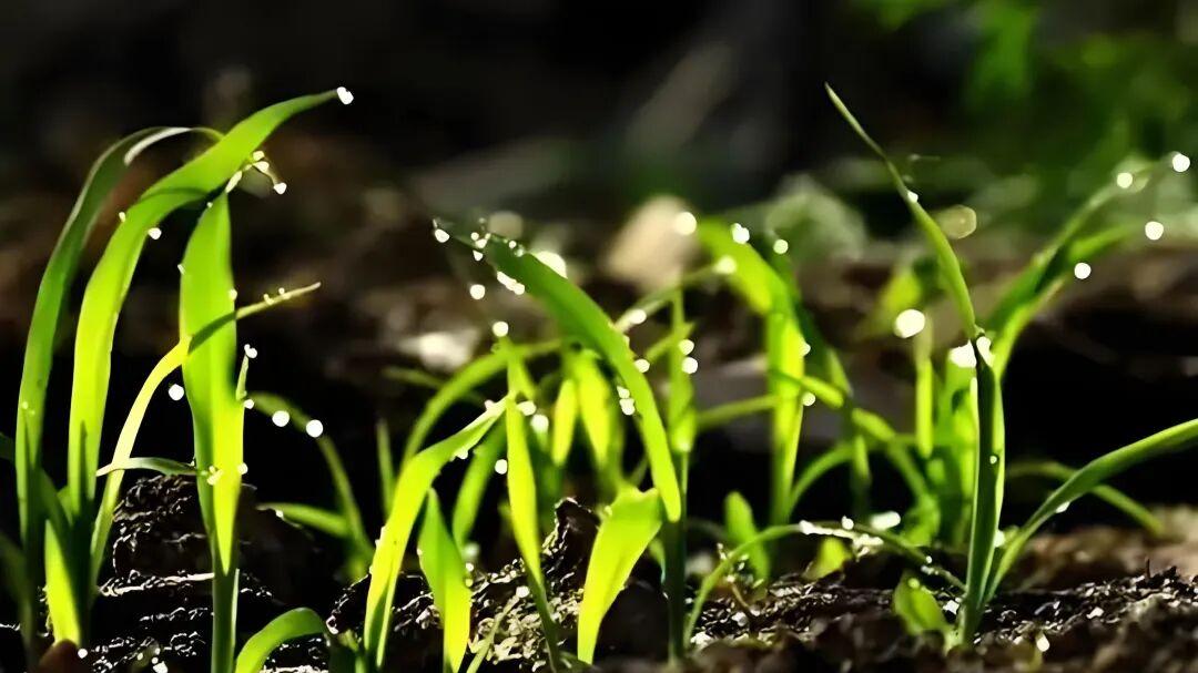 七律·连雨护农桑