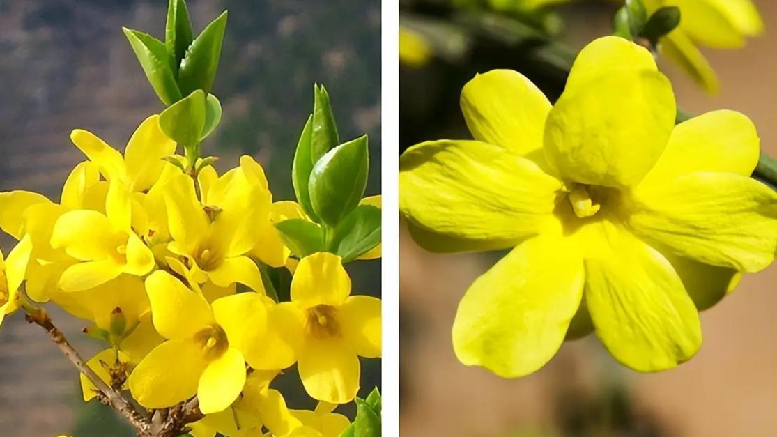 早春第一批开花的植物，为什么花朵颜色大多是黄色的？