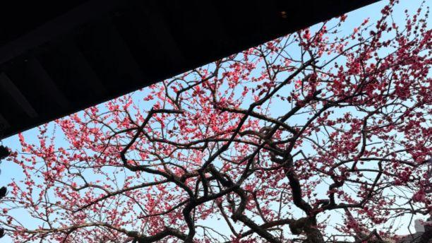 曲院风荷：湖光潋滟中的江南园林意趣