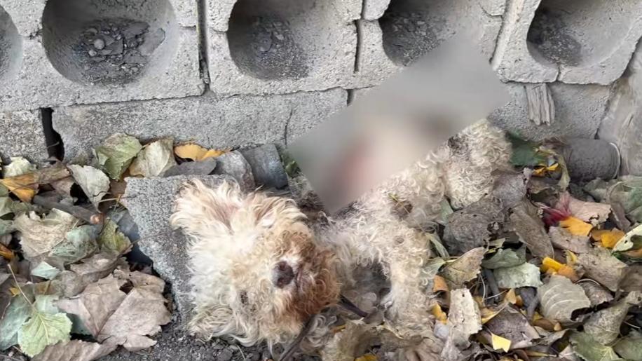 这狗主人太不负责太丧良心，狗狗被烫伤不给治疗，只想着卖了换钱