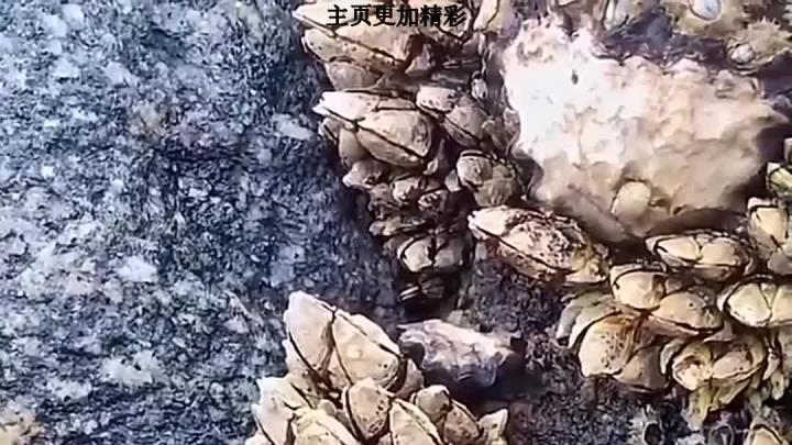 世界上“最奢侈”的4大食材，都是“顶级”，大多“来自中国”！