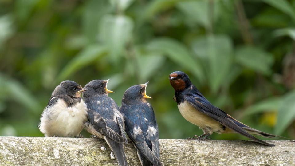 在农村家里来燕子？老辈人说：这是在提醒你三件事，早明白早受益