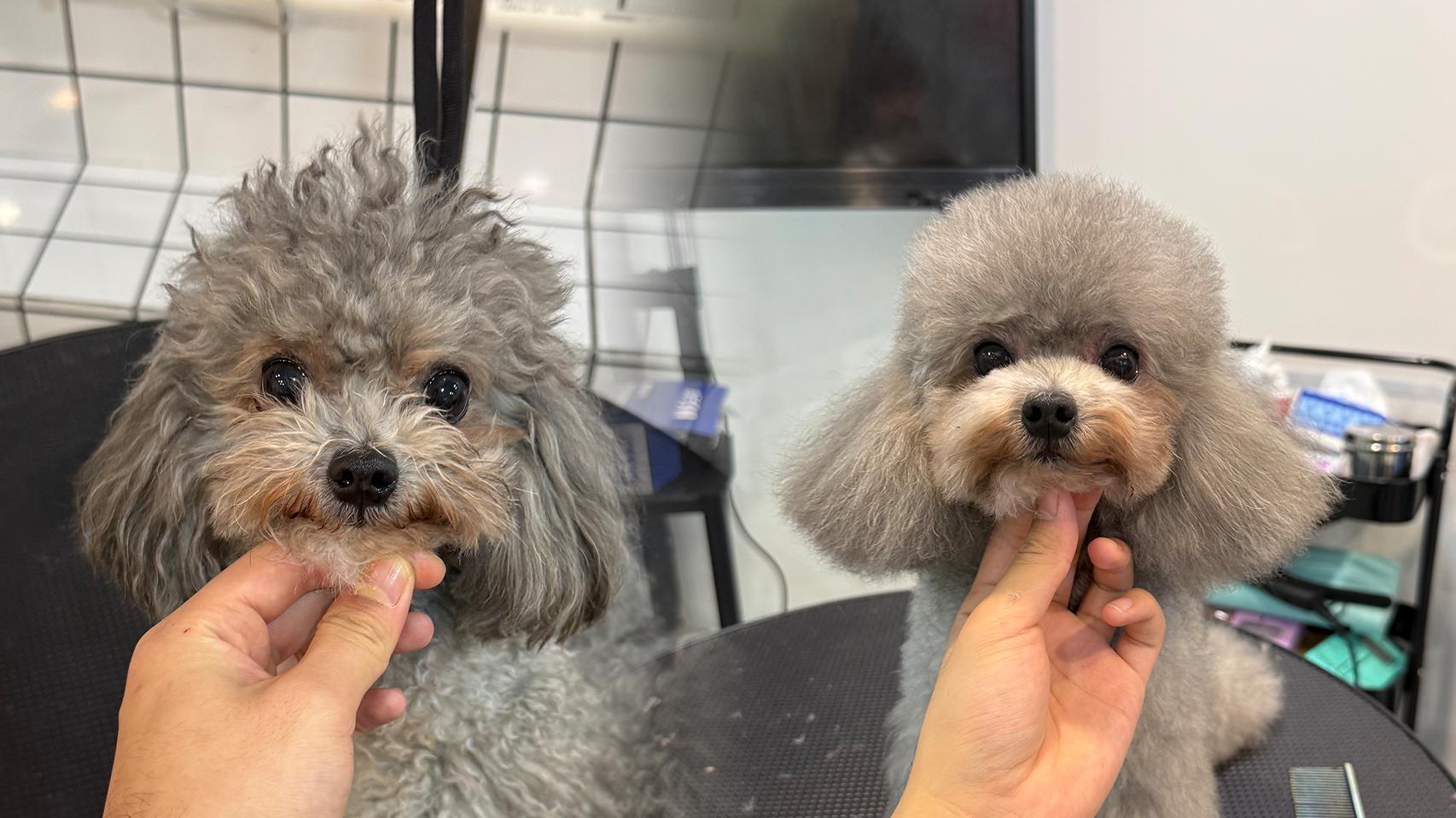 宠物洗澡时为什么会有“奇怪表情”？科学解释来了